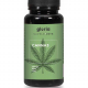 CANNA3 GLORIA